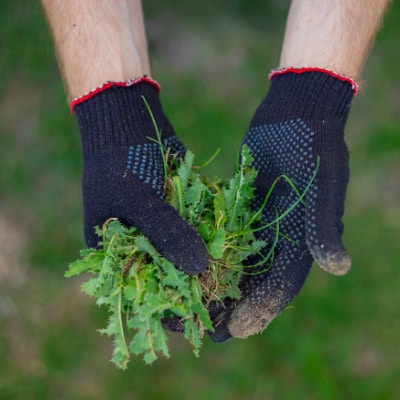 Weed Control